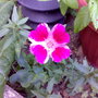 Godetia