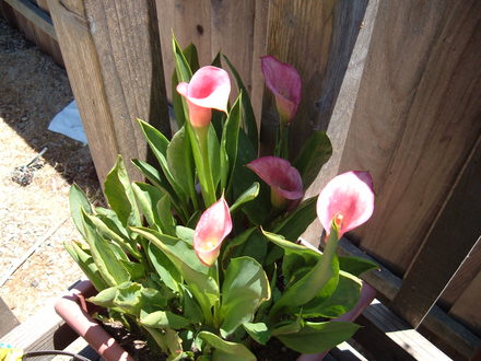 A garden flower photo