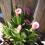 A garden flower photo