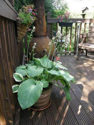 deck (Hosta fortunei)