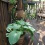 Copy_of_garden_471