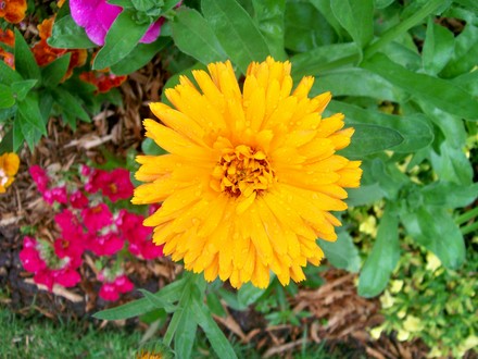 4_7_1.jpg (Calendula officinalis (English marigold))
