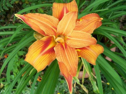 4_7_2.jpg (hemerocallis)