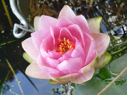 nymphaea.jpg (nymphaea)