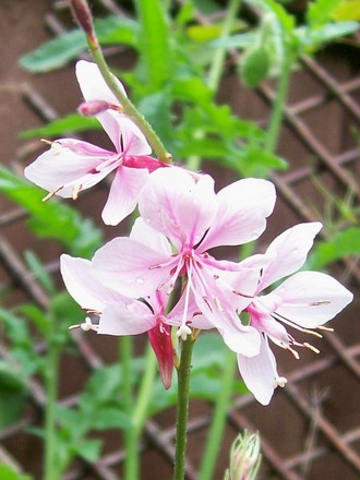 4_7_3.jpg (Gaura lindheimeri (Gaura))