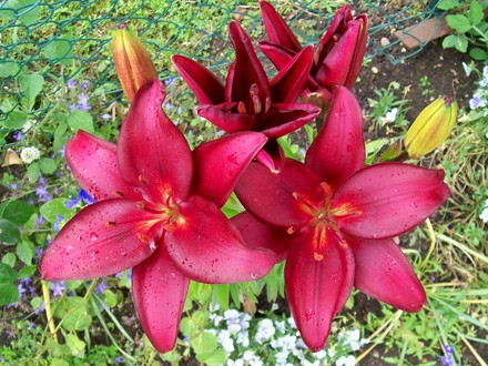 4_7_4.jpg (lilium asiatic 'Dimention')