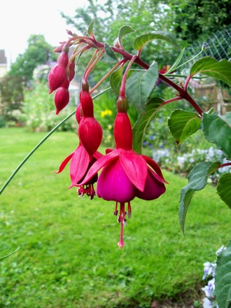 4_7_5.jpg (Fuchsia magellanica (Hardy fuchsia))