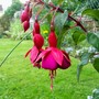 4_7_5.jpg (Fuchsia magellanica (Hardy fuchsia))