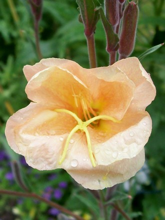 4_7_8.jpg (Oenothera)