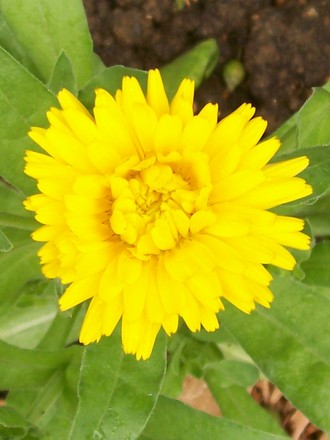 4_7_9.jpg (Calendula officinalis (English marigold))