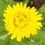 Calendula officinalis (English marigold)