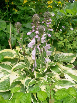 4_7_10.jpg (hosta)