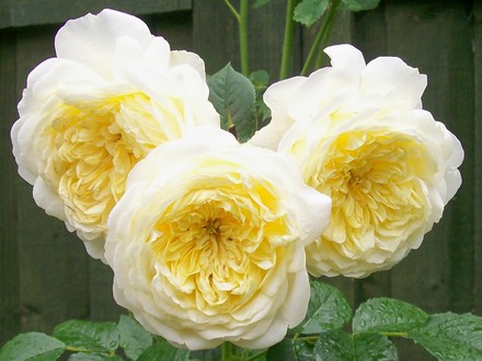4_7_11.jpg (Rosa glauca (Shrub rose))