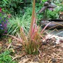 4_7_15.jpg (Phormium cookianum)
