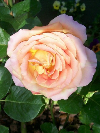 4_7_16.jpg (Rosa)