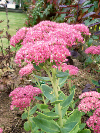 sedum.jpg