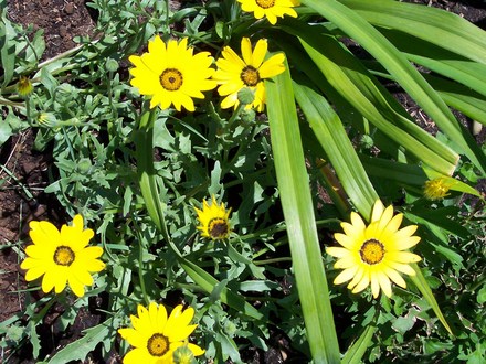African Daisy (Dimorphotheca sinuata (African Daisy))