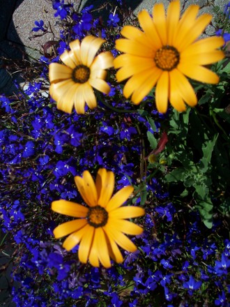 African Daisy (Dimorphotheca sinuata (African Daisy))
