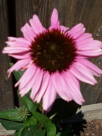 Echinacea (Echinacea purpurea (Coneflower))
