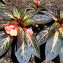 New Guinea Impatiens