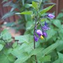 Deadly Nightshade