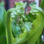 Stagshorn Fern
