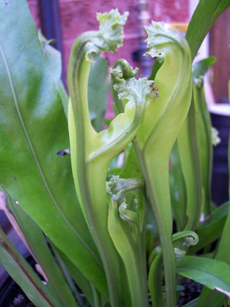 Stagshorn Fern