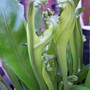 Stagshorn Fern