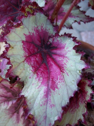 Rex Begonia
