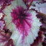 Rex Begonia