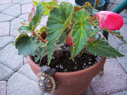 Begonia