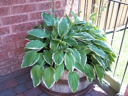 Hosta (Hosta sieboldiana 'Elegans')