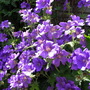 A garden flower photo