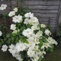 A garden flower photo