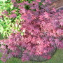 A garden flower photo