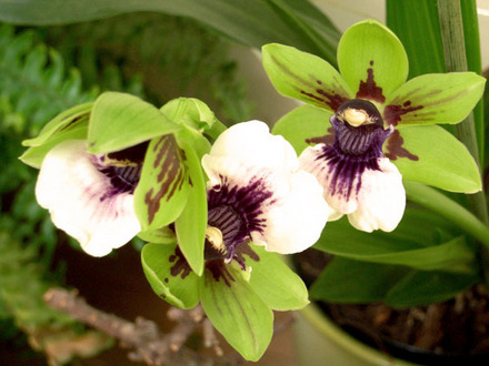 zigo_orchid.jpg