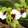Zigo_orchid