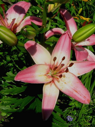 Lilium Vermeer (Lilium 'Vermeer')