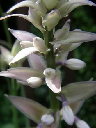 hosta (Hosta fortunei)