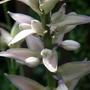 Copy_of_garden_459