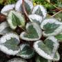 cyclamen (cyclamen)