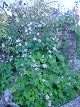 Japanese Anemone (Anemone x hybrida)