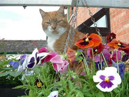 Hanging cat basket
