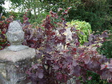 Vine growing by the bridge over our stream. (Vitis vinifera)