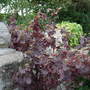 Vitis_vinifera__purpurea_