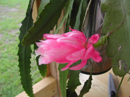 Cactus Orchid