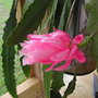 Yard062708_029