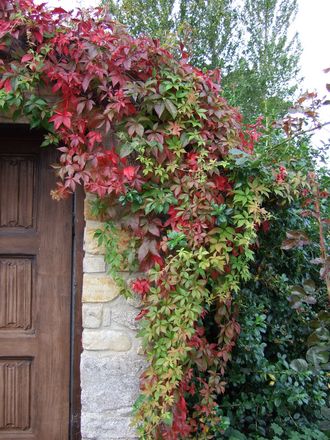 Virginia creeper  (Parthenocissus quinquefolia)