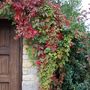 Virginia creeper  (Parthenocissus quinquefolia)