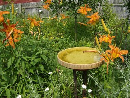 Bird Bath